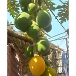 Kiran Guest House